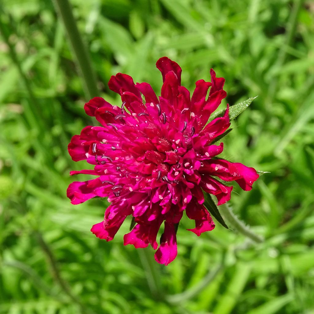 Etelänruusuruoho - Knautia macedonica
