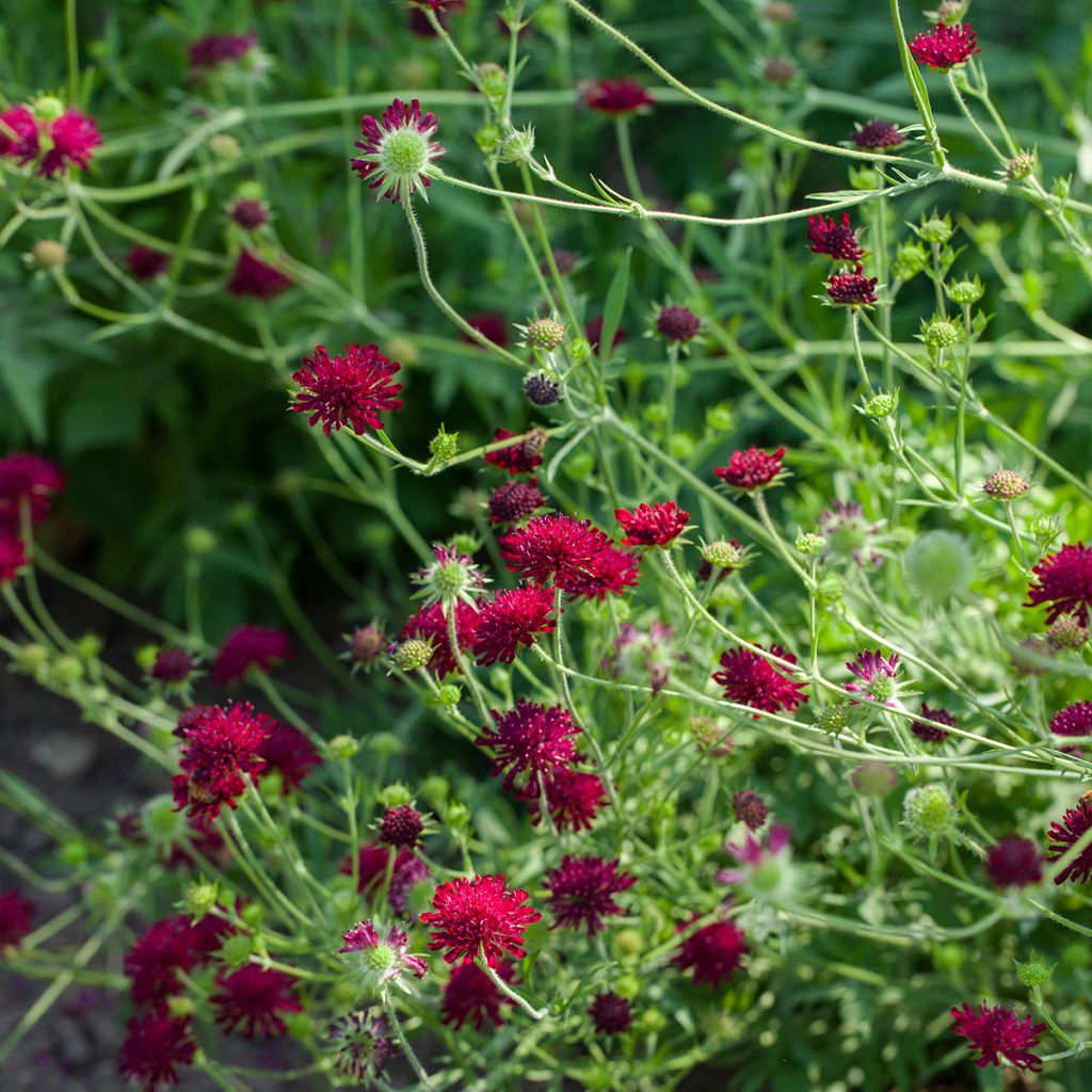 Etelänruusuruoho - Knautia macedonica