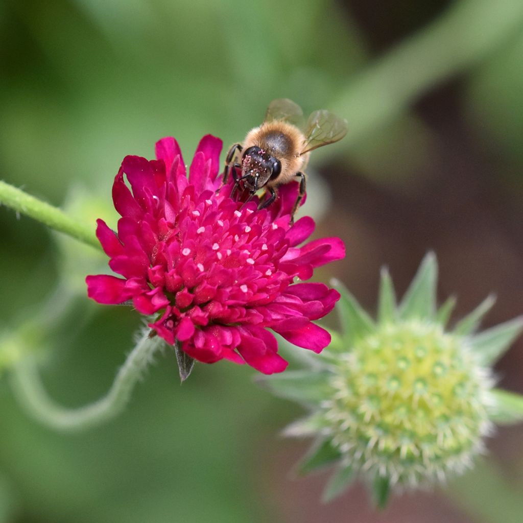 Etelänruusuruoho - Knautia macedonica