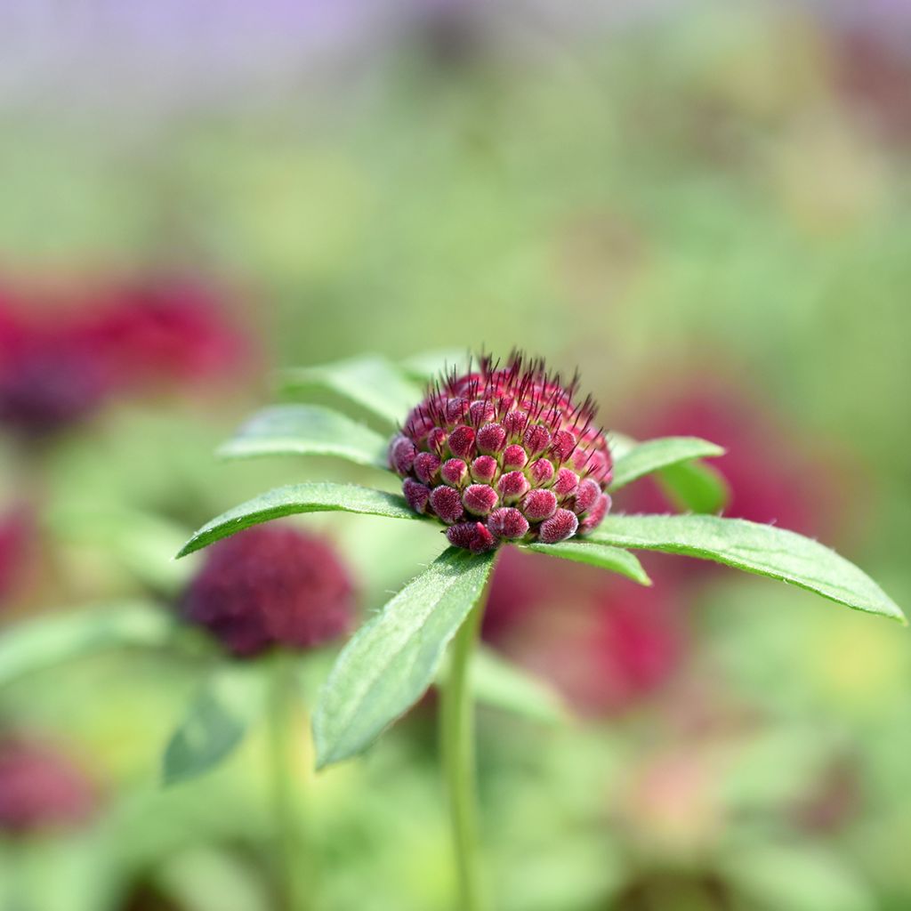 Etelänruusuruoho - Knautia macedonica