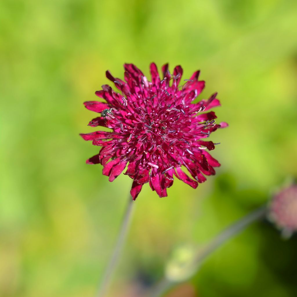 Etelänruusuruoho - Knautia macedonica