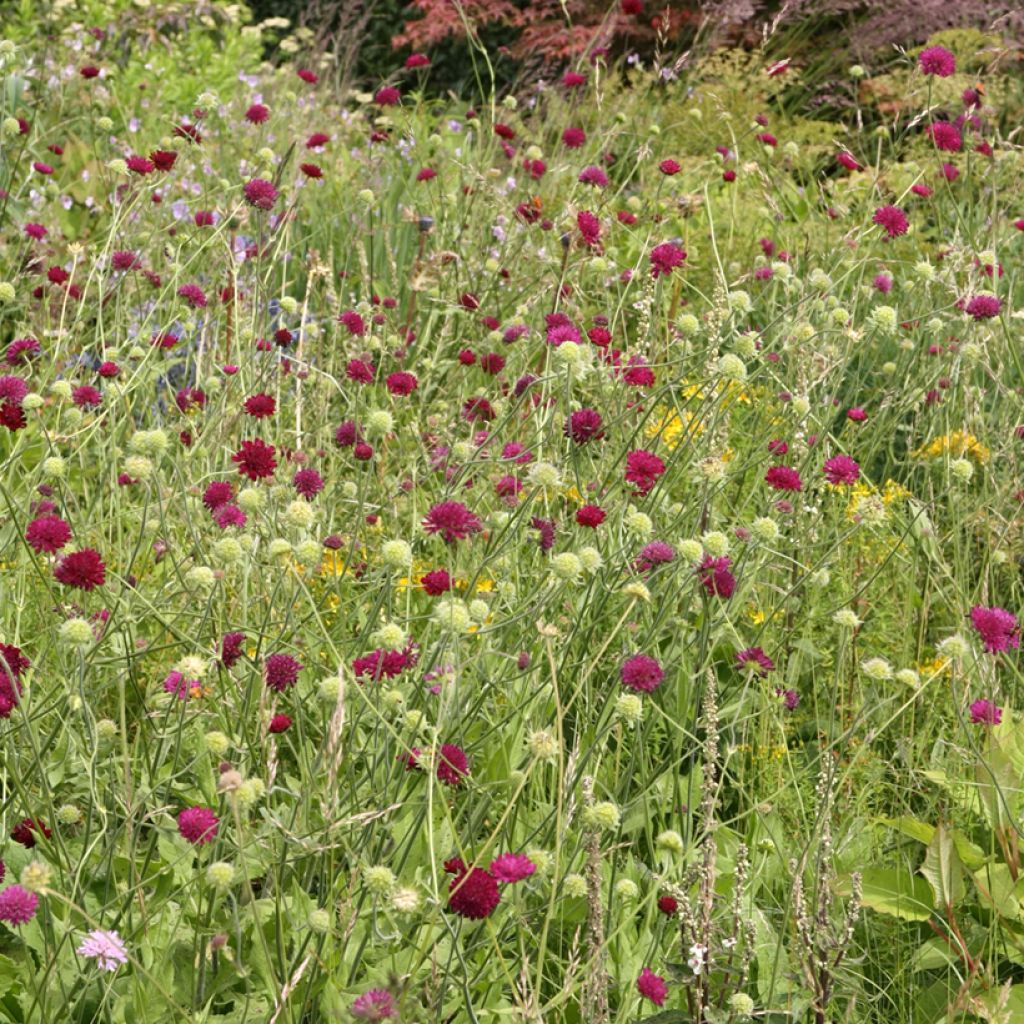 Etelänruusuruoho - Knautia macedonica