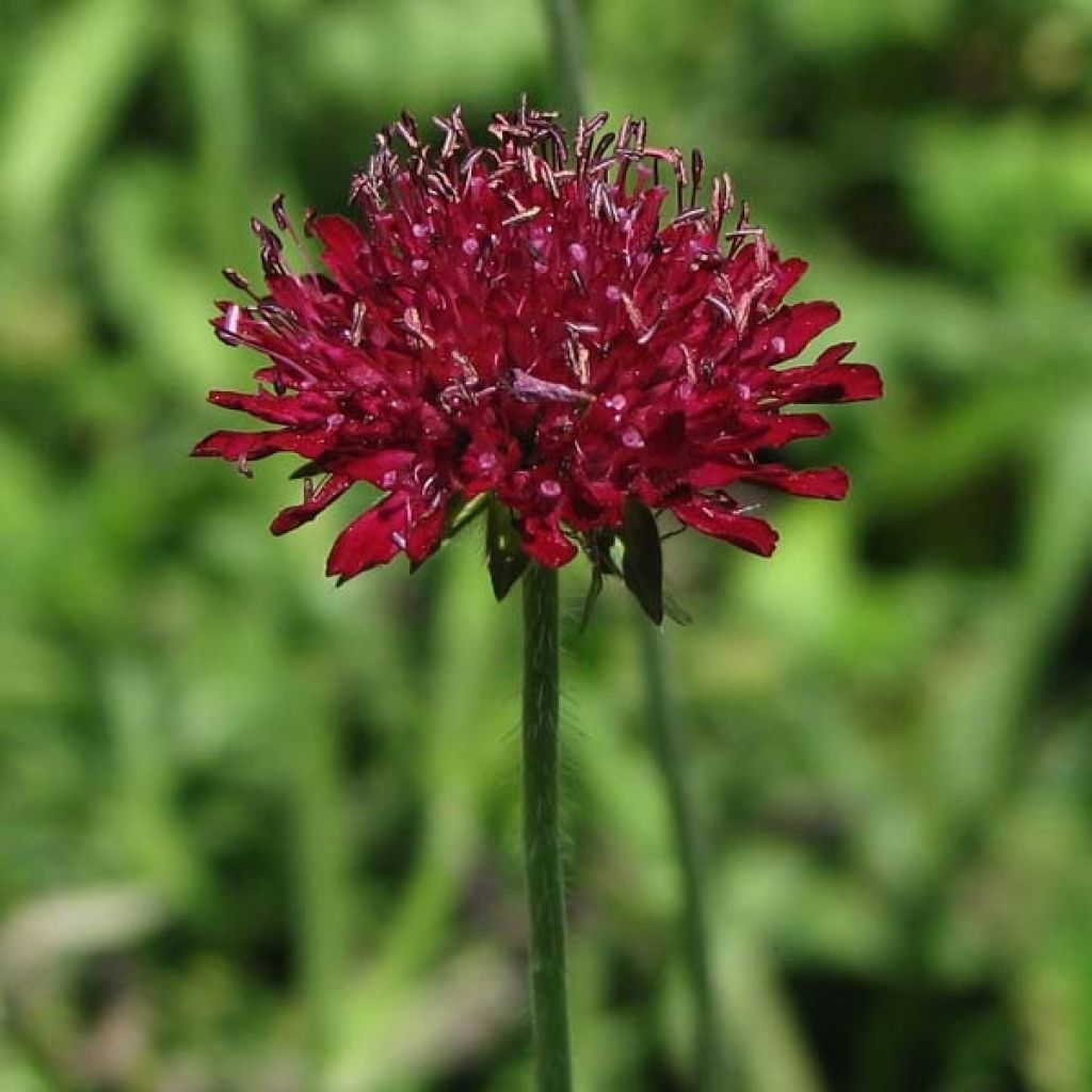 Etelänruusuruoho - Knautia macedonica