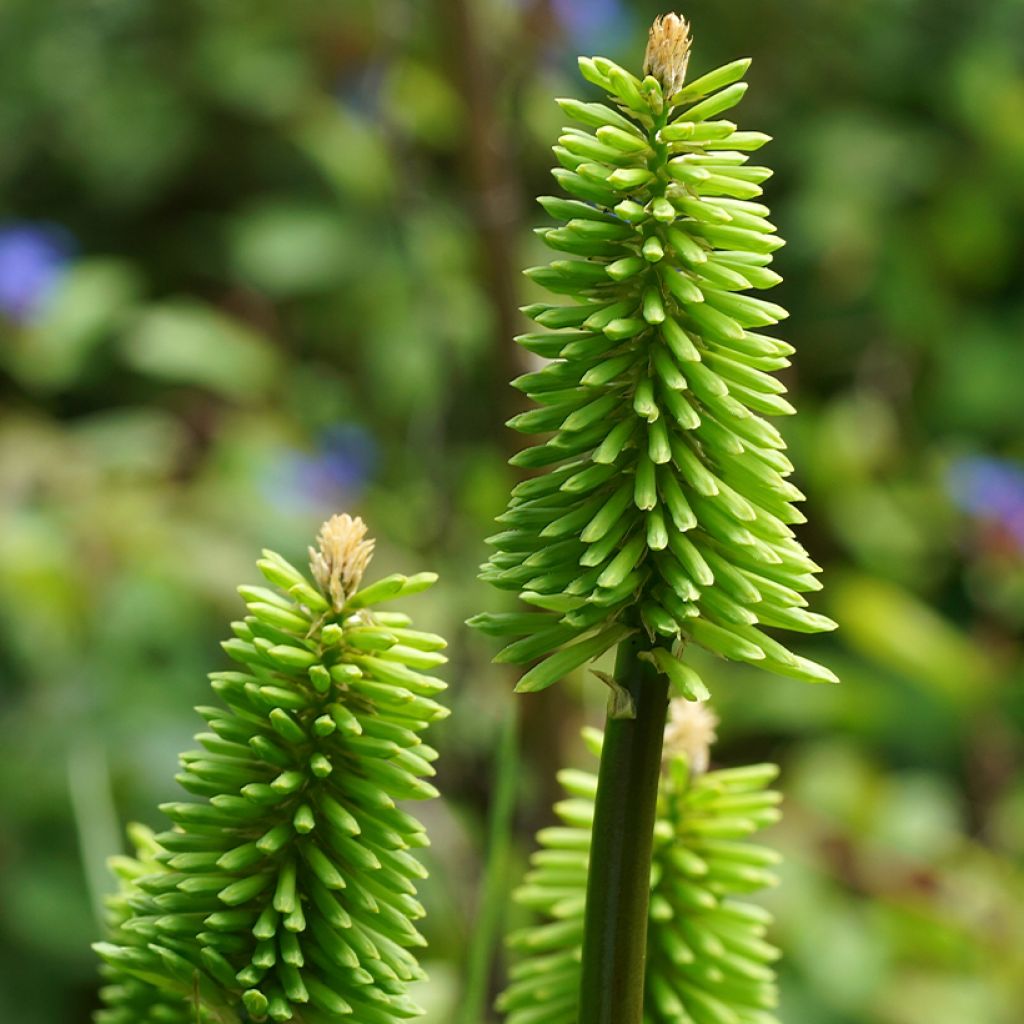 Soihtulilja Green Jade