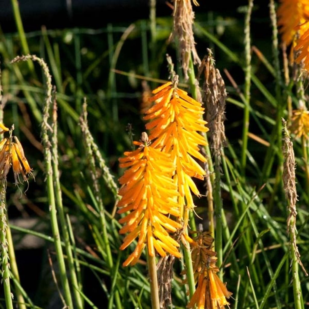 Soihtulilja Mango Popsicle