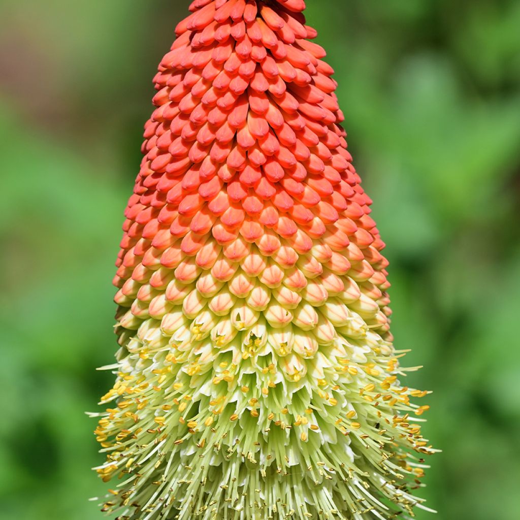 Soihtulilja - Kniphofia northiae