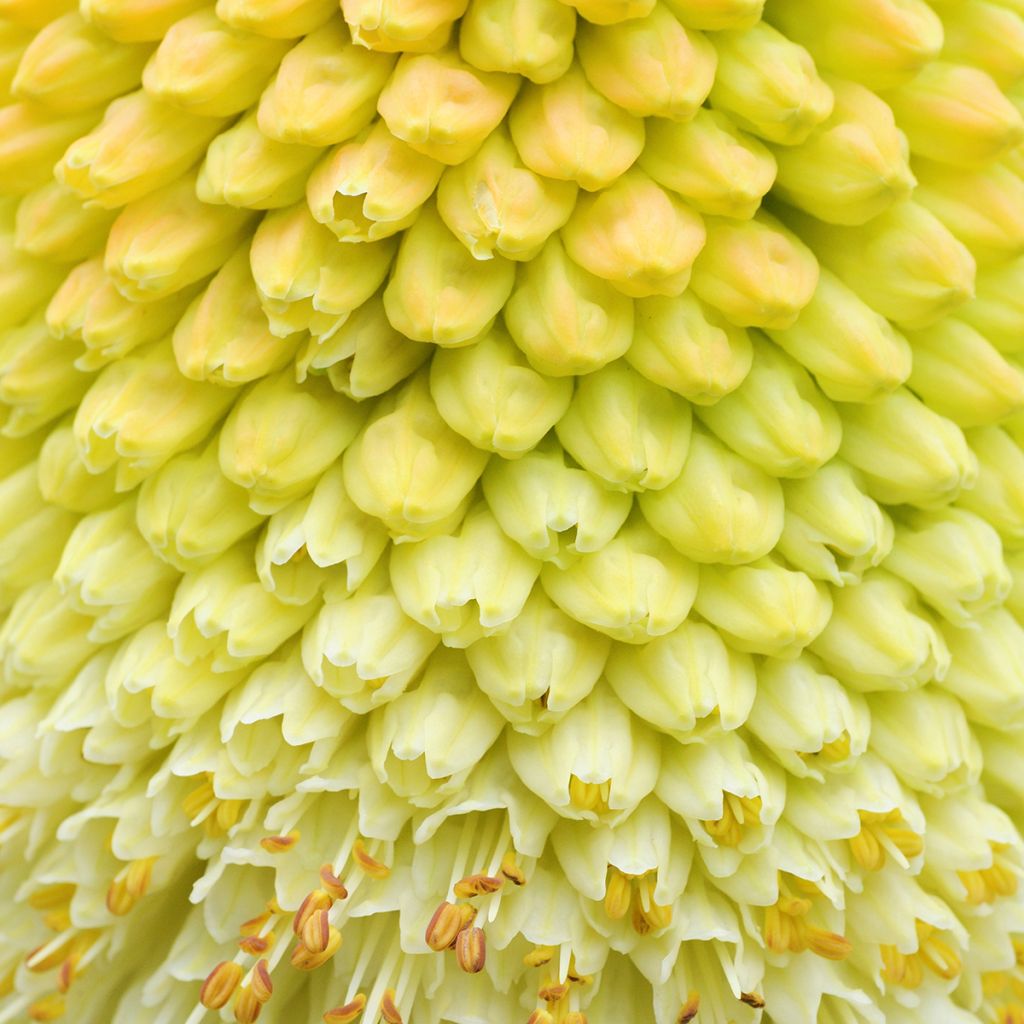 Soihtulilja - Kniphofia northiae