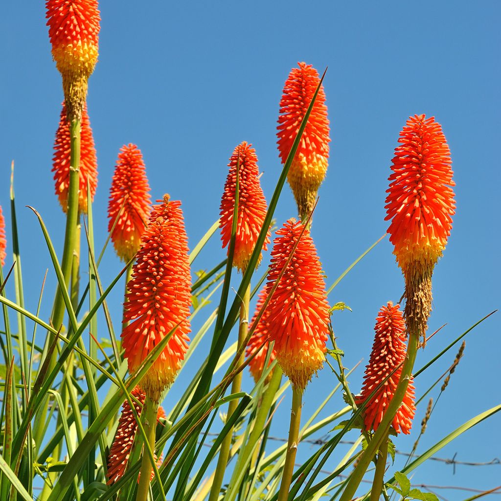 Soihtulilja - Kniphofia northiae