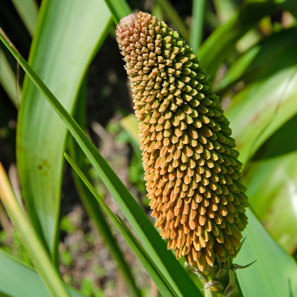 Soihtulilja - Kniphofia northiae