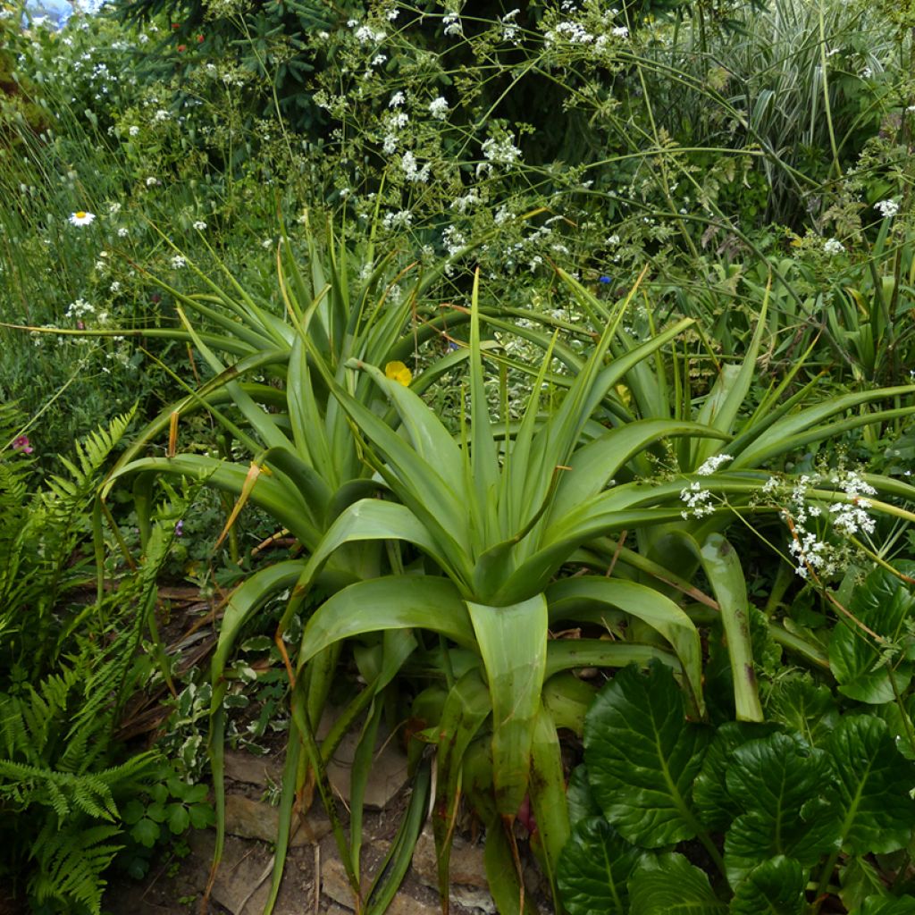 Soihtulilja - Kniphofia northiae