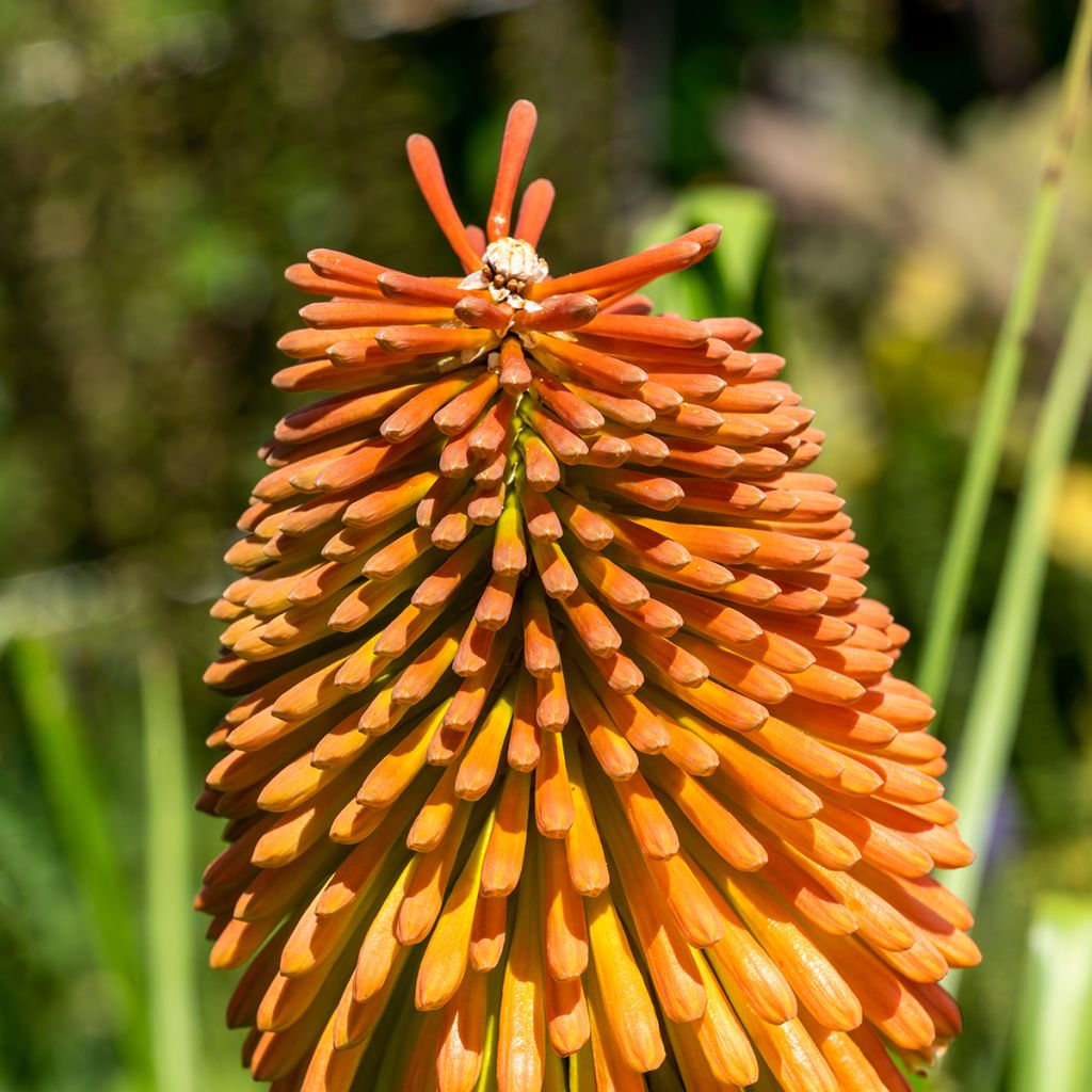 Soihtulilja - Kniphofia rooperi