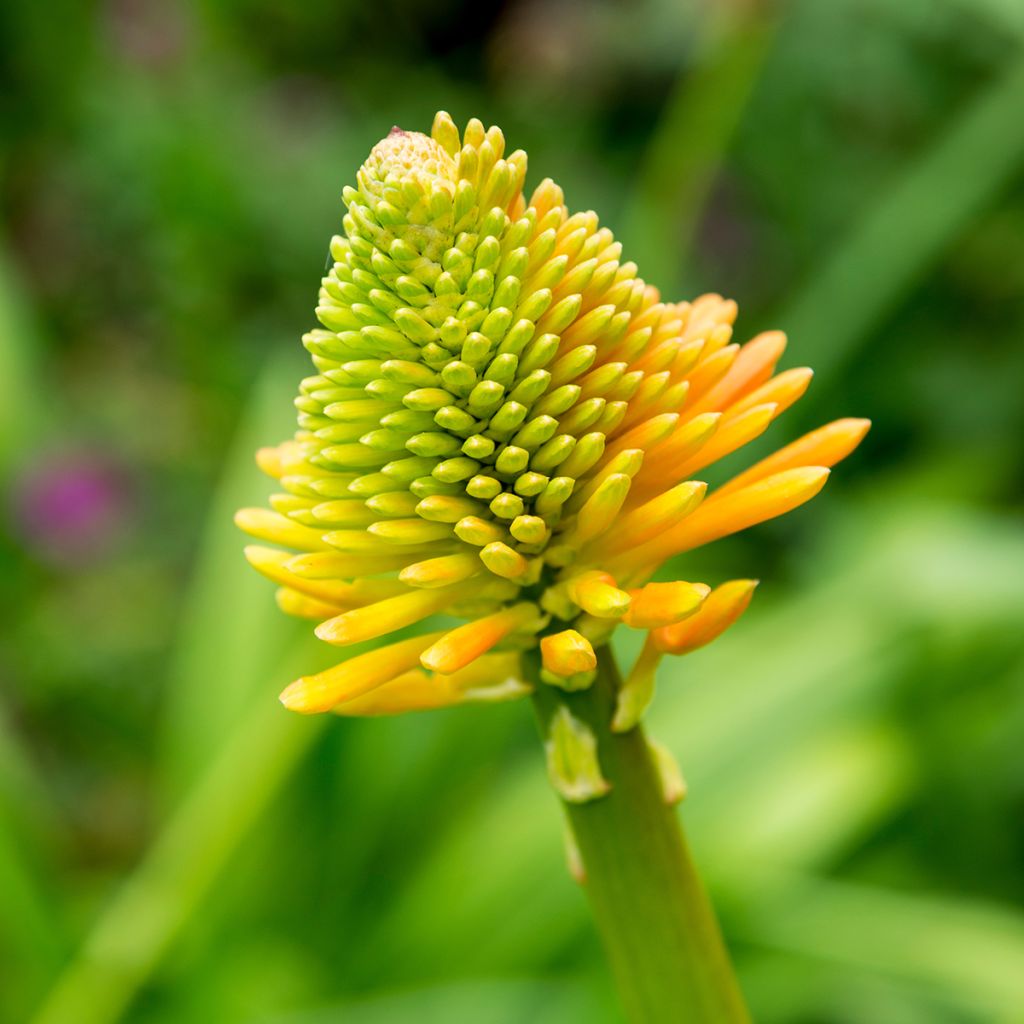 Soihtulilja - Kniphofia rooperi
