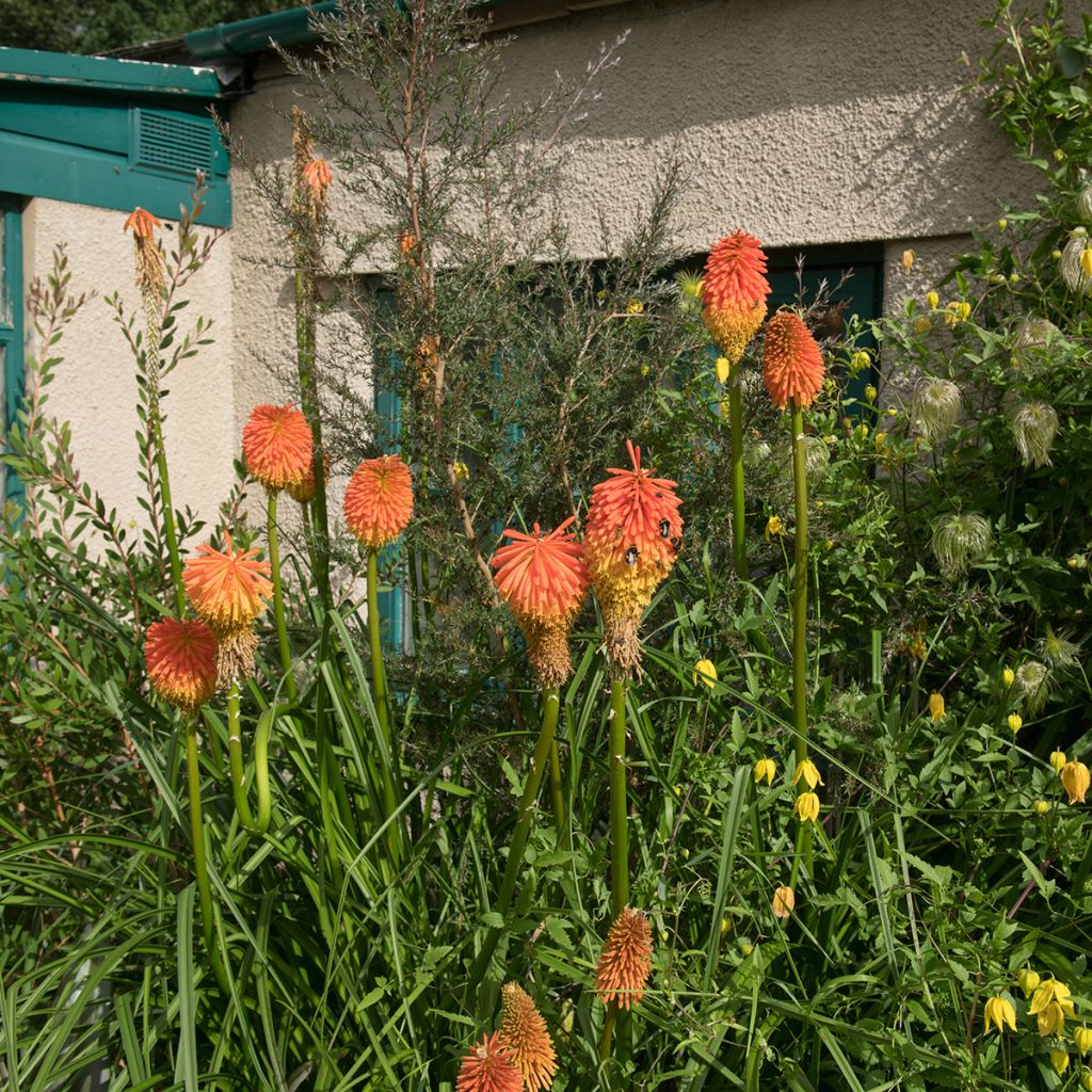 Soihtulilja - Kniphofia rooperi