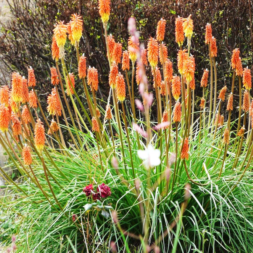 Soihtulilja - Kniphofia uvaria