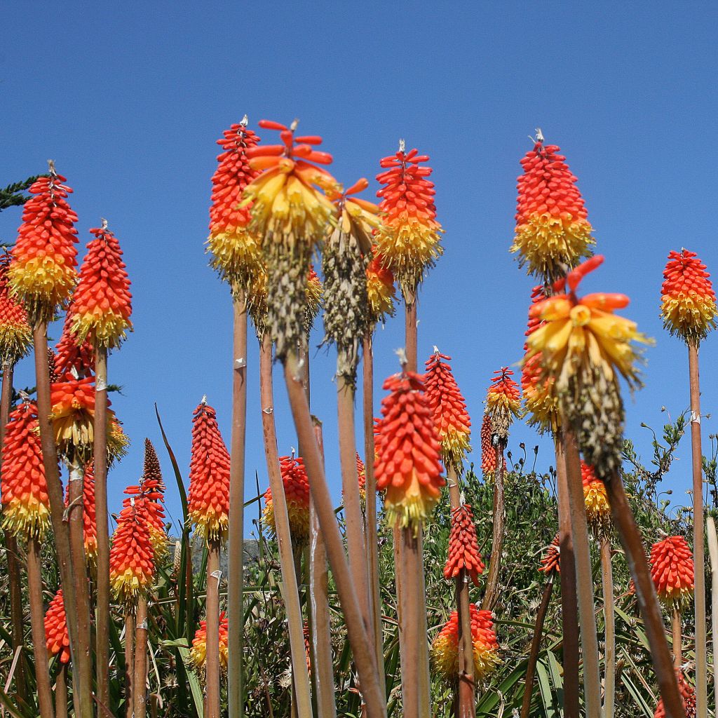 Soihtulilja - Kniphofia uvaria