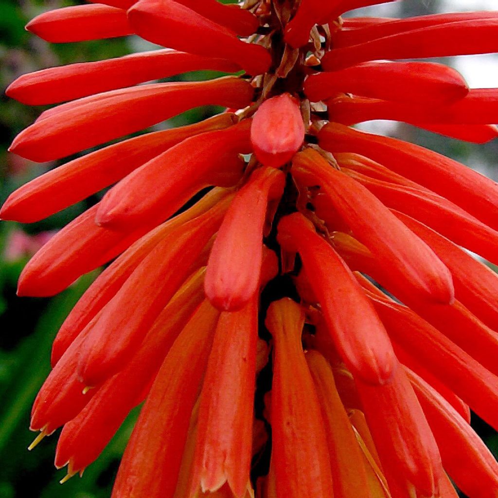 Soihtulilja - Kniphofia uvaria