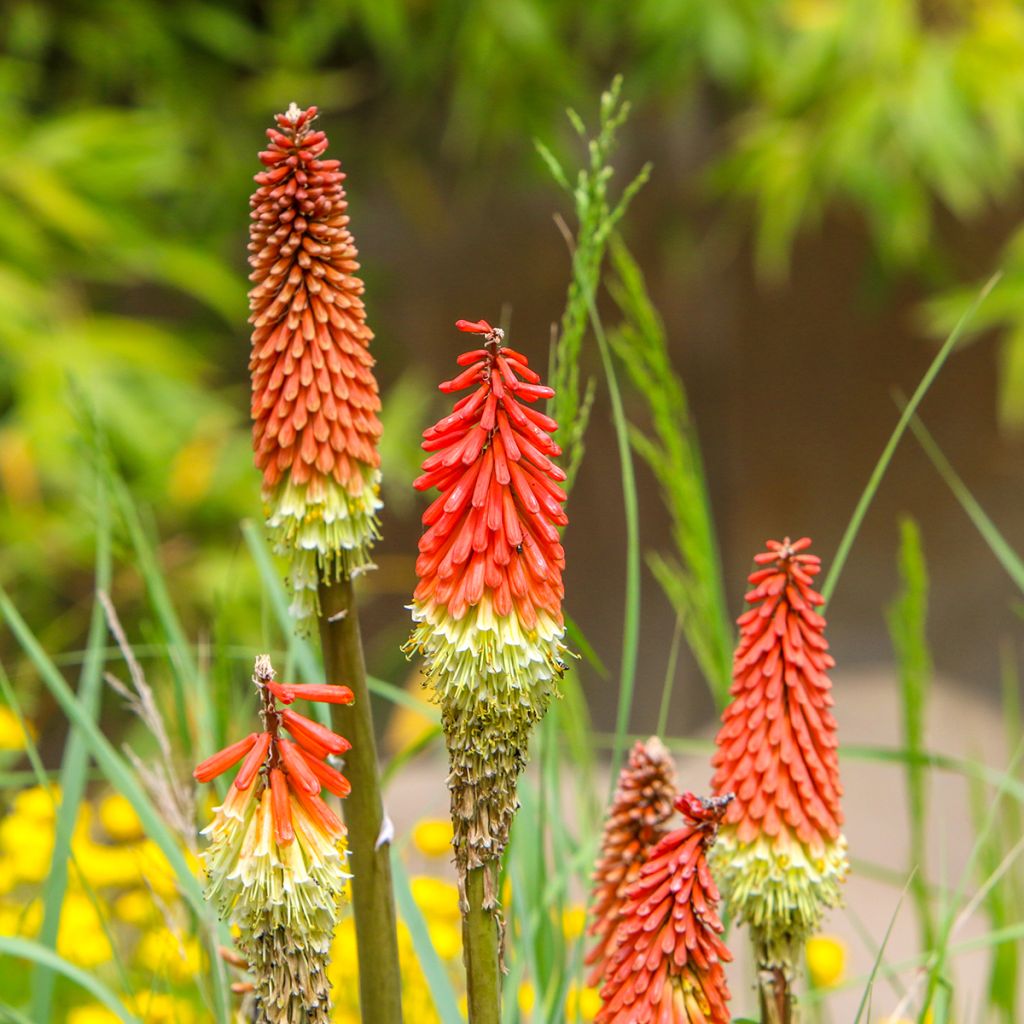 Soihtulilja - Kniphofia uvaria