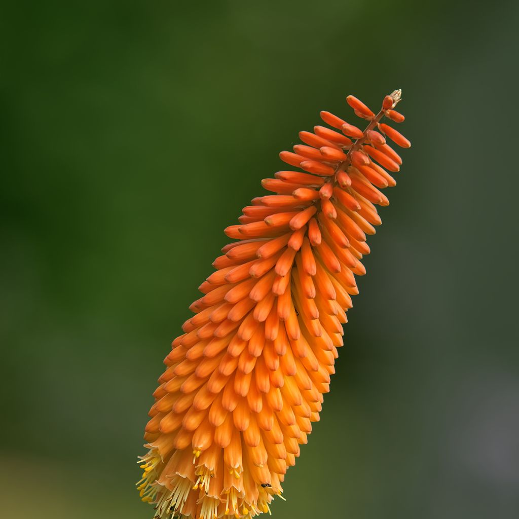 Soihtulilja - Kniphofia uvaria