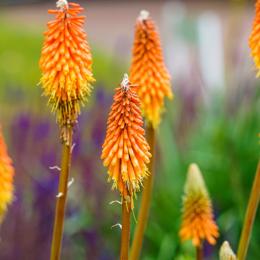 Soihtulilja - Kniphofia uvaria
