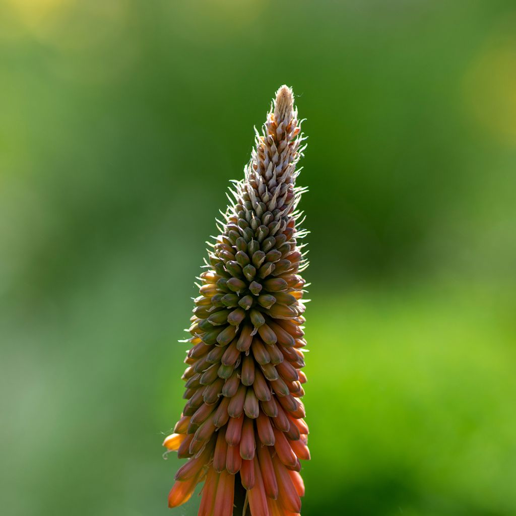Soihtulilja - Kniphofia uvaria
