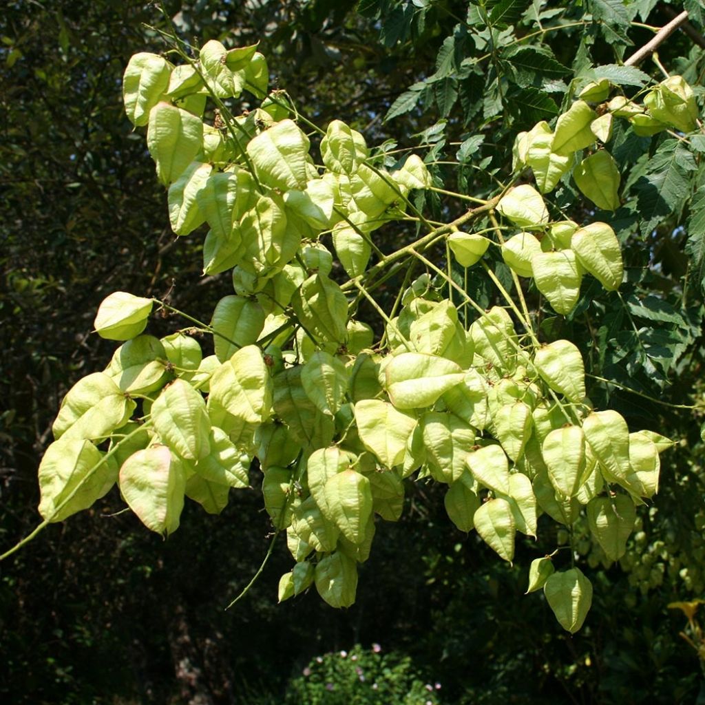 Rakkopuu - Koelreuteria paniculata