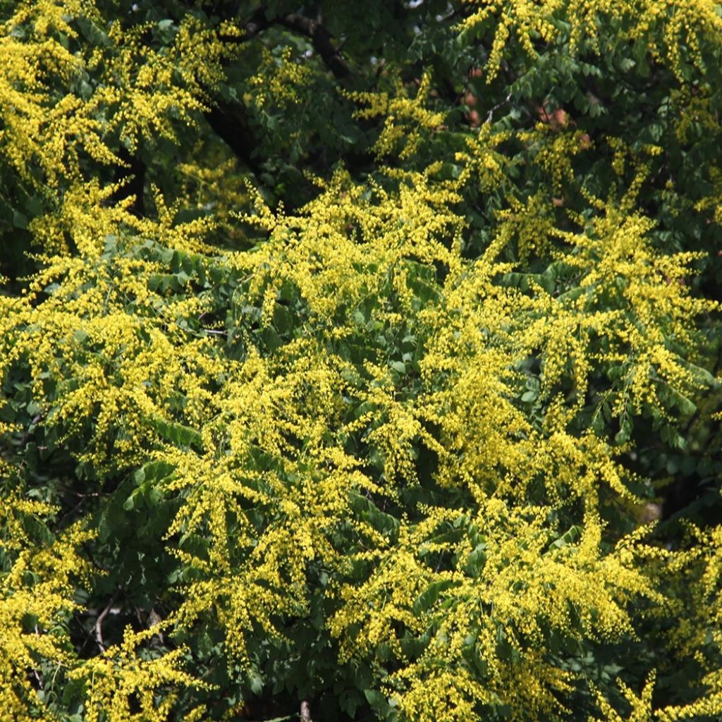 Rakkopuu - Koelreuteria paniculata