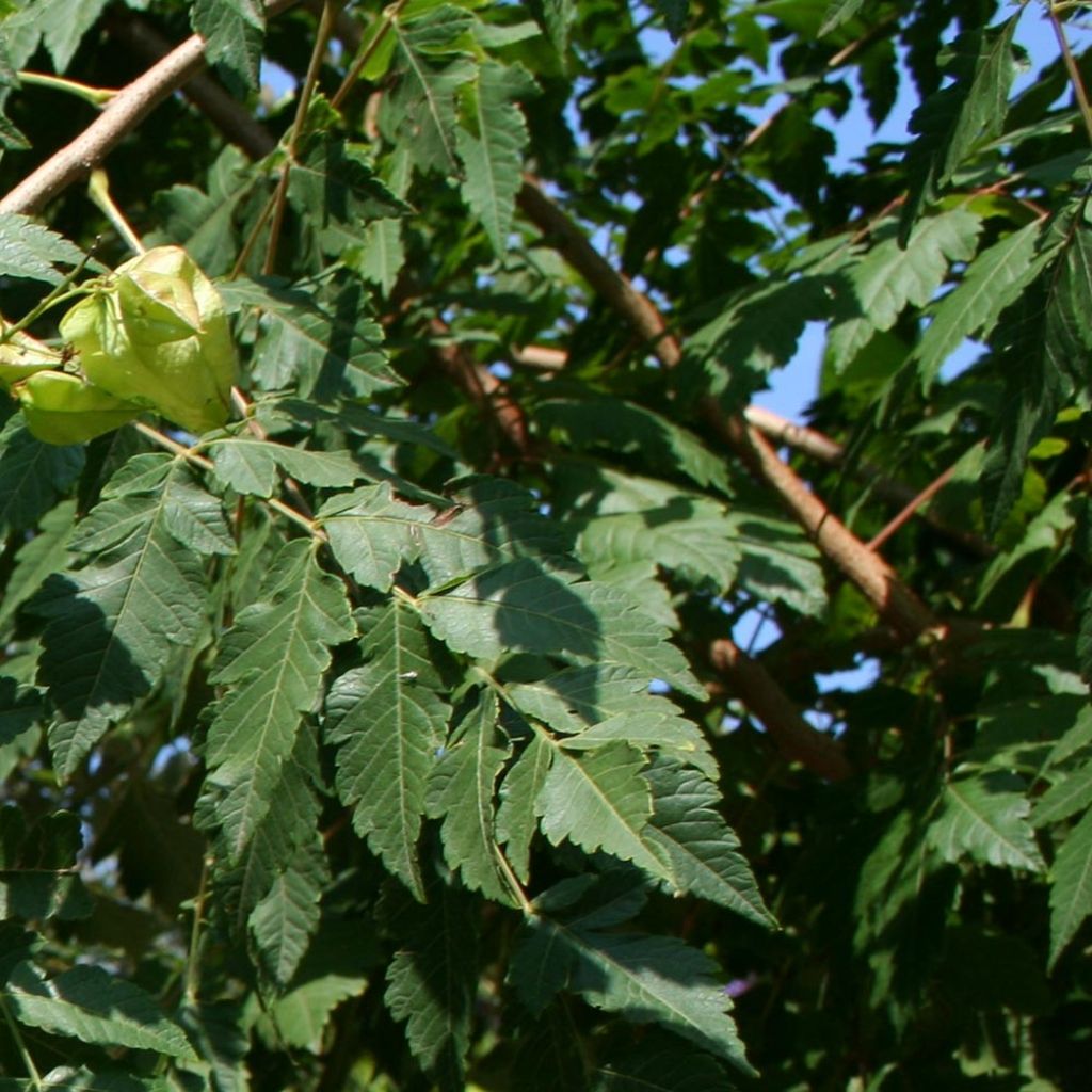 Rakkopuu - Koelreuteria paniculata