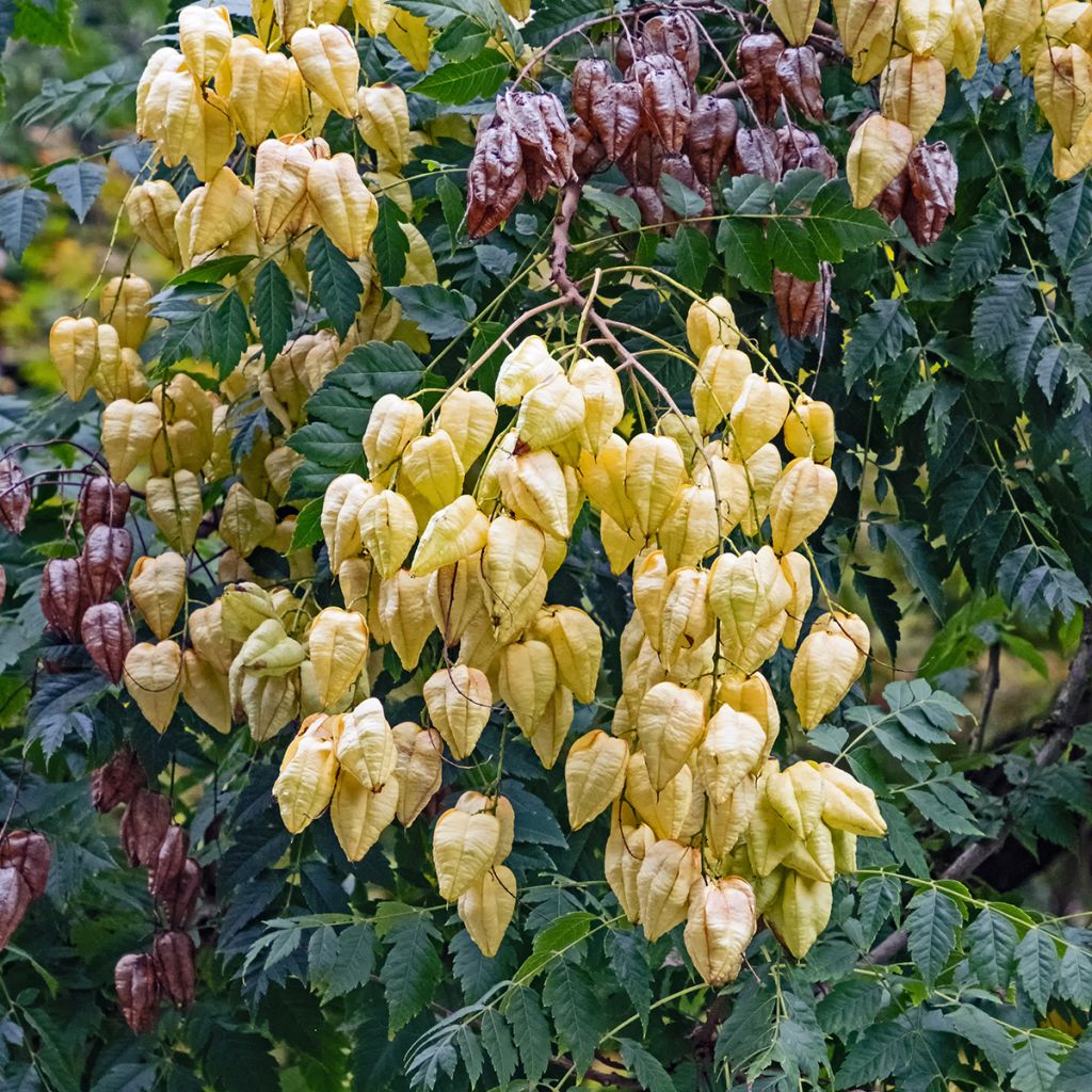 Rakkopuu - Koelreuteria paniculata