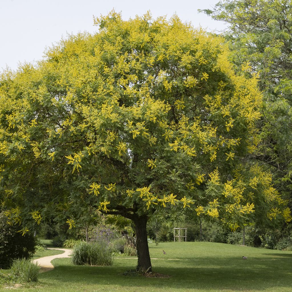 Rakkopuu - Koelreuteria paniculata