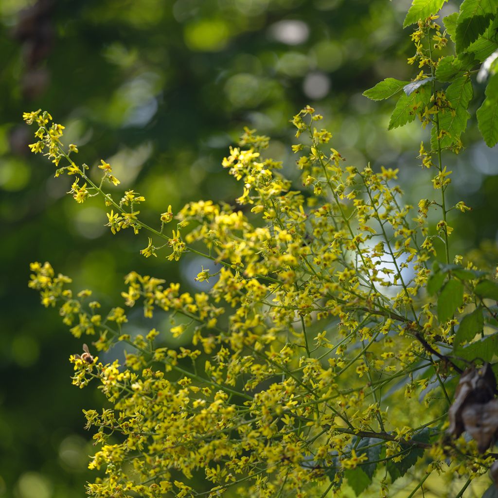 Rakkopuu - Koelreuteria paniculata