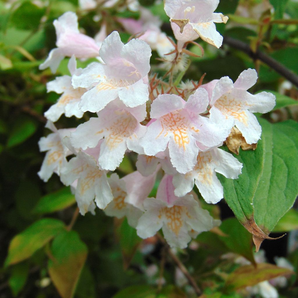 Kellokuusama - Kolkwitzia amabilis