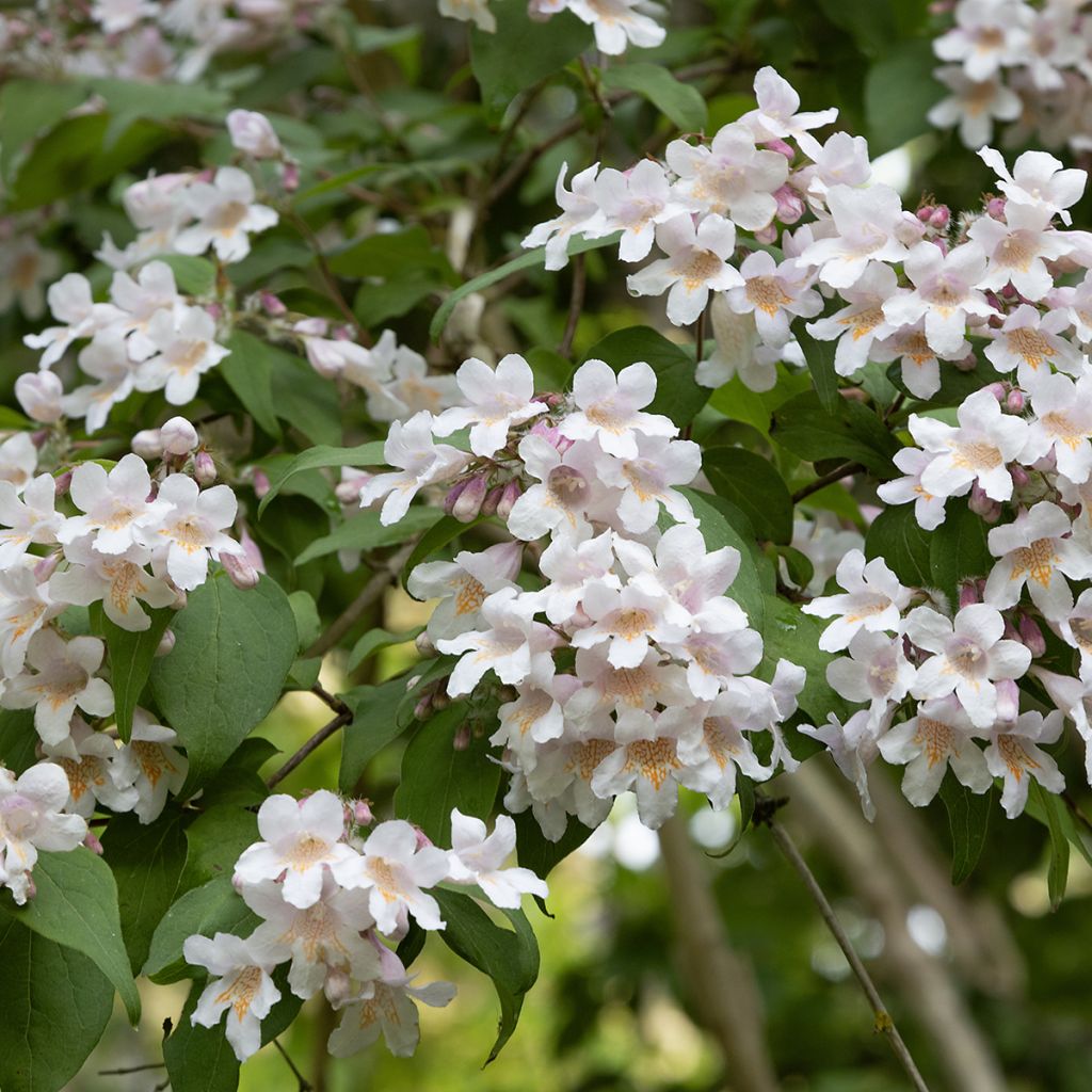 Kellokuusama - Kolkwitzia amabilis