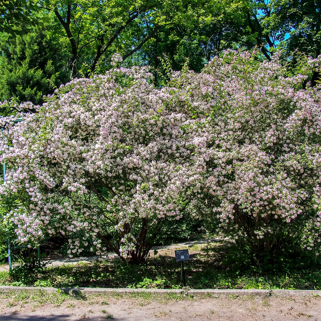 Kellokuusama - Kolkwitzia amabilis