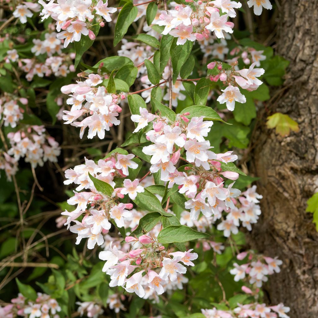 Kellokuusama Pink Cloud