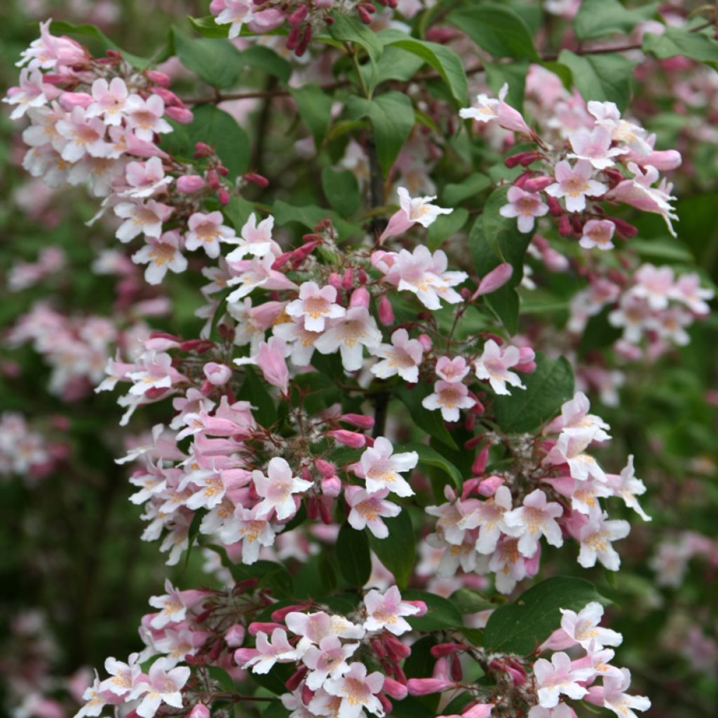 Kellokuusama Pink Cloud