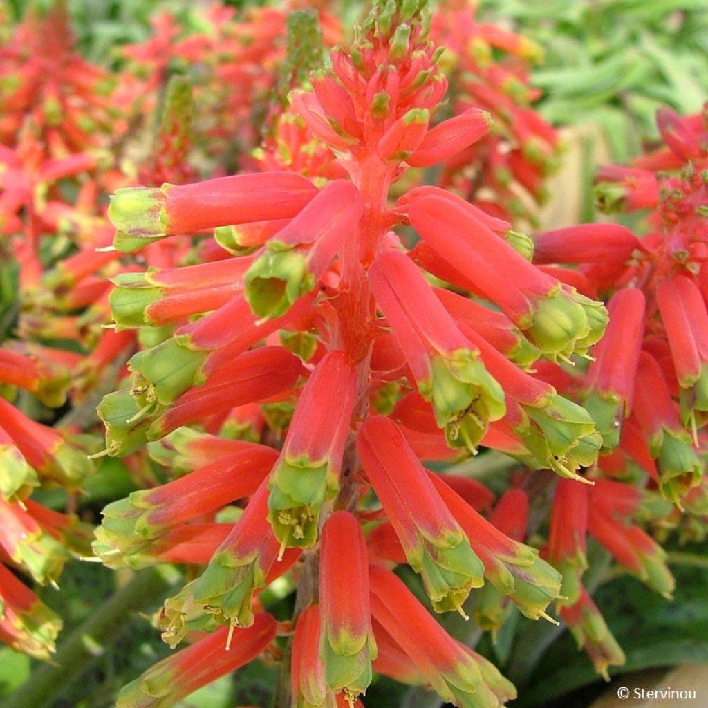 Pisara Rosabeth