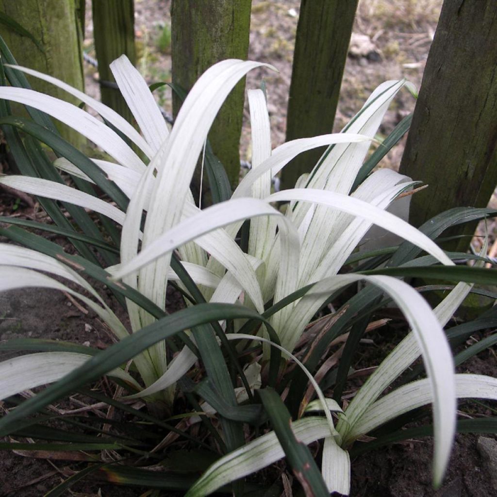 Apinanruoho Okina