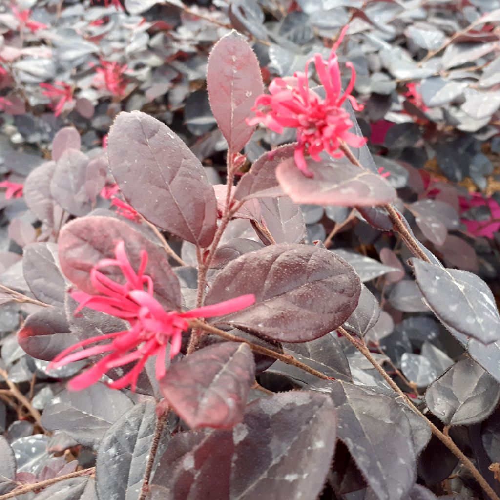 Loropetalum chinense var. rubrum Chap 1 Rouge De La Majorie