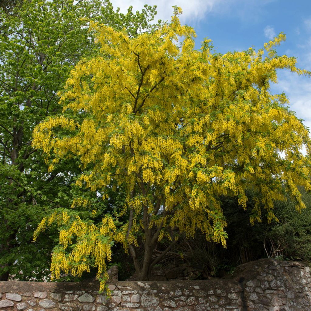 Etelänkultasade - Laburnum anagyroides