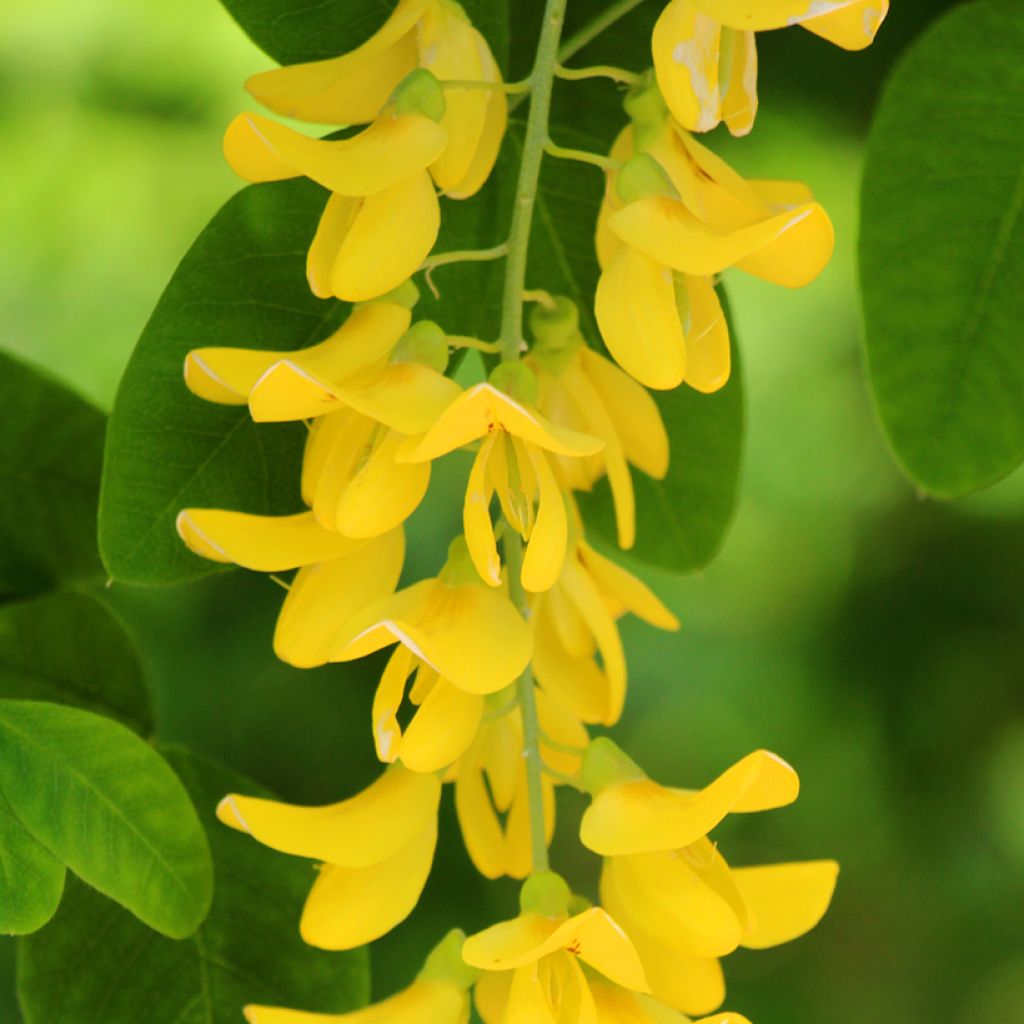 Etelänkultasade - Laburnum anagyroides