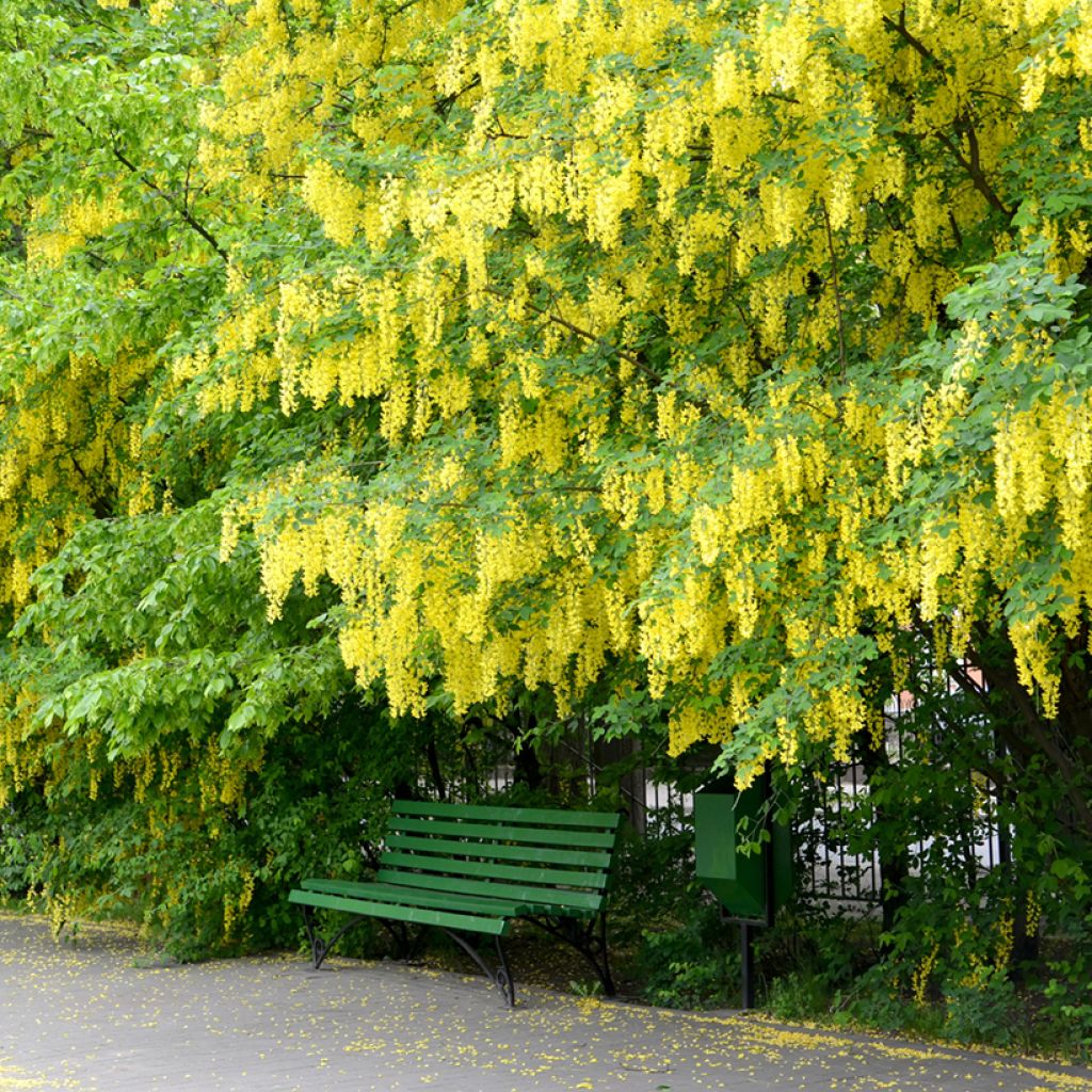 Etelänkultasade - Laburnum anagyroides