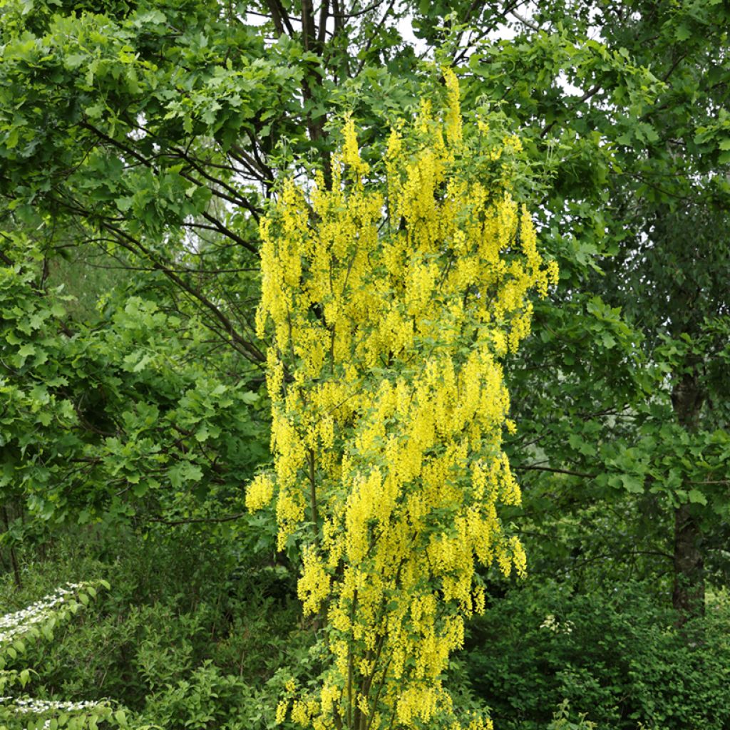 Etelänkultasade Yellow Rocket