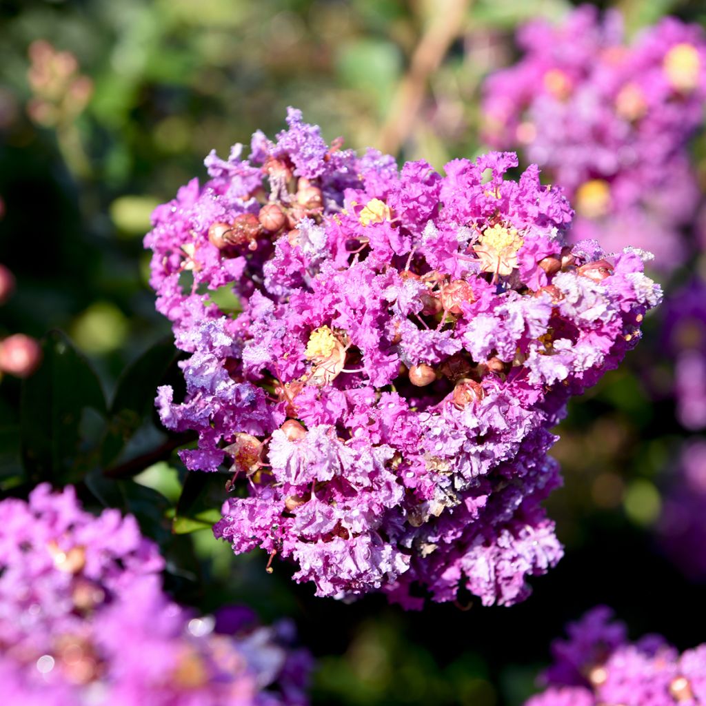 Kiinankutrio Purple Magic