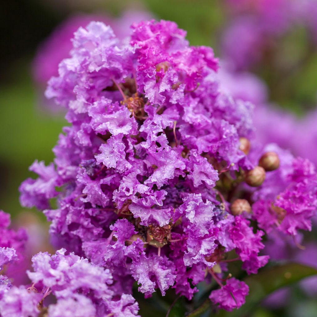 Kiinankutrio Purple Magic