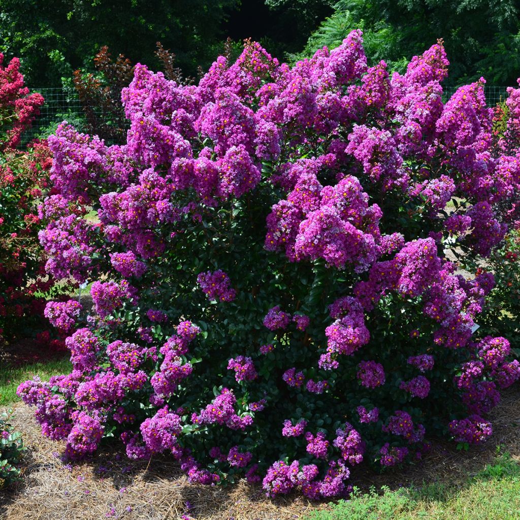 Kiinankutrio Purple Magic