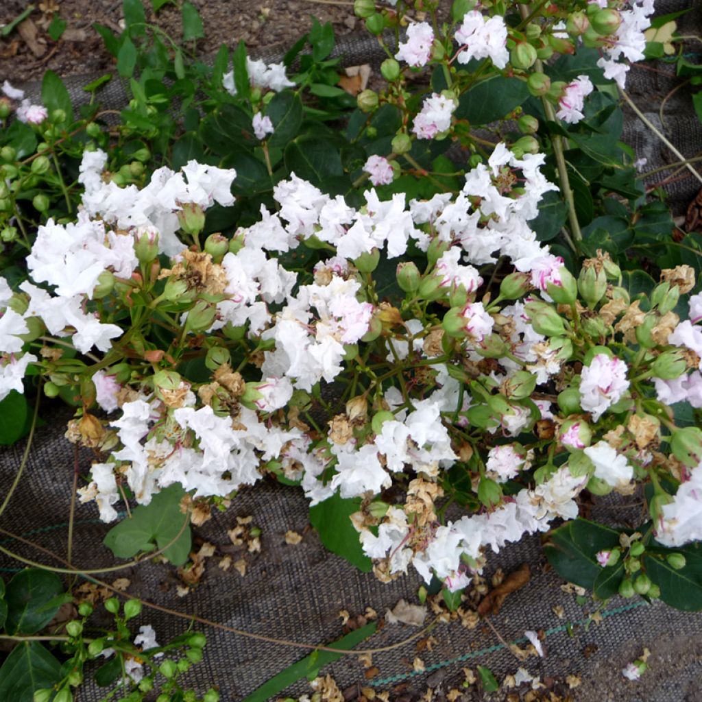 Kiinankutrio Petite Snow