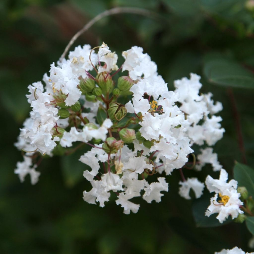 Kiinankutrio Pixie White
