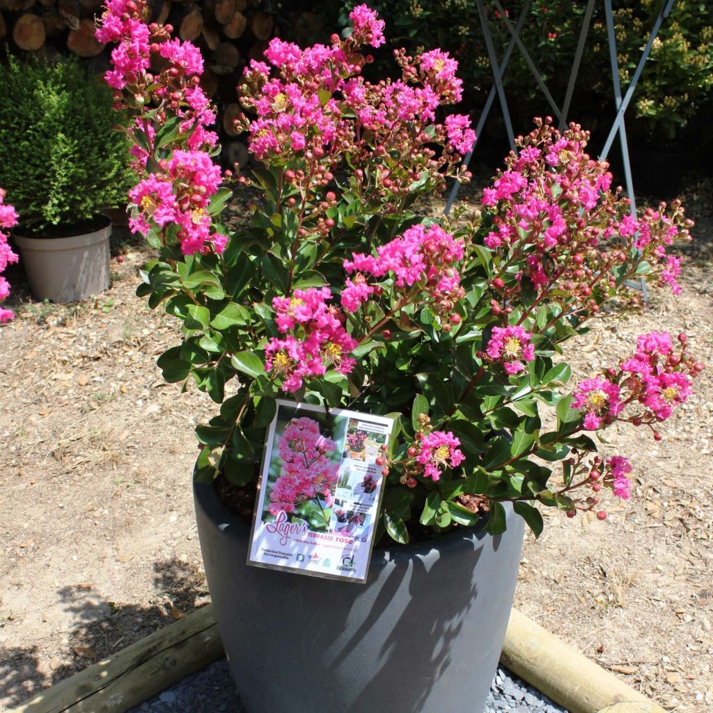 Kiinankutrio Terrasse Rose