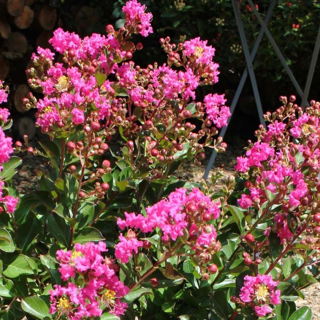 Kiinankutrio Terrasse Rose