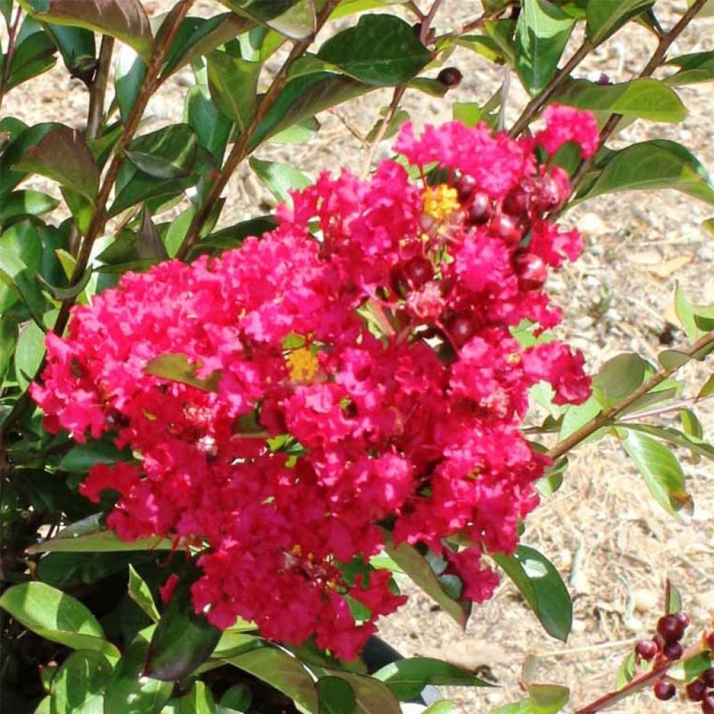 Kiinankutrio Terrasse Rouge